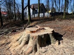 Муниципальные учреждения Калининграда получили порубочные для «реконструкции» 27 деревьев