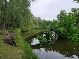 В Южном парке Калининграда в озеро рухнул дуб. Мэрия объяснила, почему (фото)