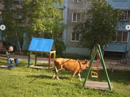 Коровы гуляют на детской площадке в Февральске
