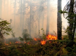 На территории Югры ожидается высокая пожарная опасность