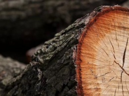 В Калужской области спиленное дерево насмерть задавило женщину