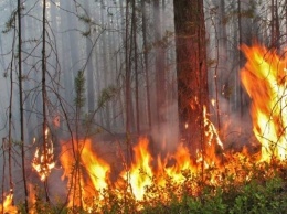 Пожароопасность в Алтайском крае повышена до четвертого класса