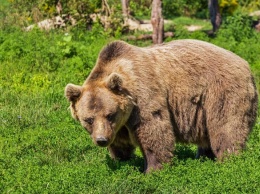 Разъяренный медведь совершил нападение в Кузбассе