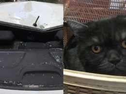 Выпрыгнувший с восьмого этажа толстый кот повредил иномарку в Ростове