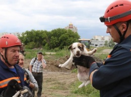 Барнаульские спасатели вытащили из-под плит осиротевших щенков