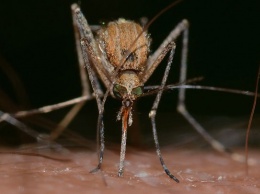Первый цикл обработки от комаров завершился в Барнауле