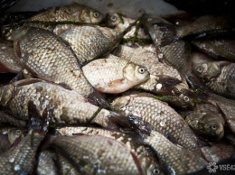 "Рыбный" браконьер из Кузбасса попал под уголовное преследование