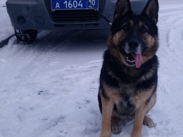 Служебная собака Вальда из Петрозаводска помогла поймать преступника по горячим следам