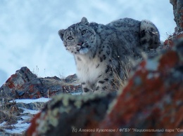 WWF подтвердил присутствие в России минимум 51 снежного барса