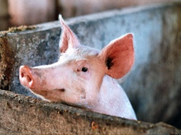 На крупных амурских свинокомплексах повышают степень биологической защиты