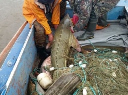 В Югре 12 браконьеров отправились под суд за незаконный вылов рыбы