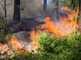 Жителей Алтайского края снова предупредили о высокой пожароопасности