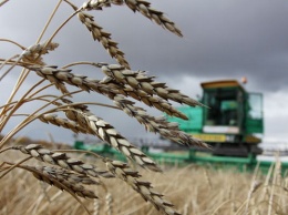 Осенью цены на пшеницу в Алтайском крае могут упасть на треть