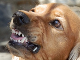 Соцсети: стая собак вырвала сердце козленку в кузбасском городе