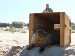 Калининградский зоопарк выпустил в Балтийское море первого из пяти спасенных тюленей (фото)