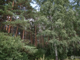 Предприниматель из Кузбасса пойдет под суд за незаконную вырубку леса