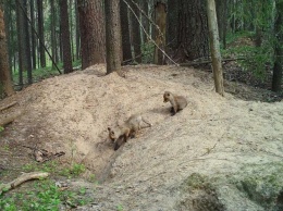 Лисица с семейством заняли нору барсука в национальном парке в Карелии