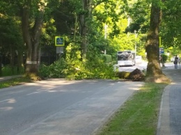 В Отрадном у новой велодорожки рухнуло дерево (фото)