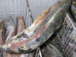 Четыре фирмы «отмывали» нелегальную рыбу в Благовещенске