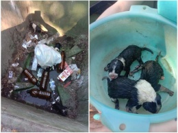 «Люди! Что вы делаете?»: в Соломенном на дне мусорного бака нашли новорожденных щенят