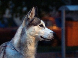 «Приют для собак превратит нашу жизнь в ад». Жители Белгородского района написали открытое письмо губернатору