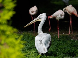 Калининградский зоопарк проведет онлайн-экскурсию о птицах