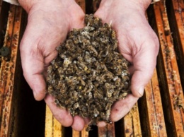Массовая гибель пчел зафиксирована в Новосибирской области