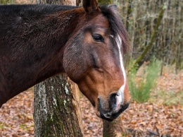 Ульяновец украл лошадь у пенсионера и оставил ее в лесу
