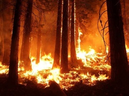 Эксперты: погода в Сибири увеличила риски возникновения лесных пожаров