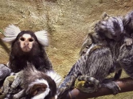 Калужский зоопарк объявил дату своего открытия