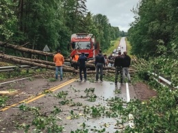В Карелии разбушевался ураган: поваленные деревья заблокирвоали несколько дорог