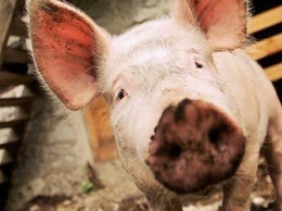 Амурские свиноводы, потерявшие скот из-за АЧС, получат больше полутора миллионов рублей компенсаций