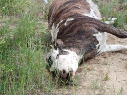 На трассе в Шимановском районе обнаружен труп коровы