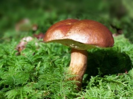 "Очередной миф": доктор Мясников опроверг уникальную пользу грибов