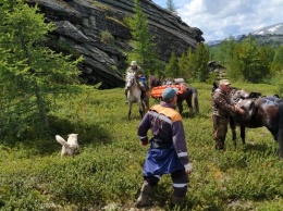 Спасатели на лошадях эвакуировали туриста с алтайских гор