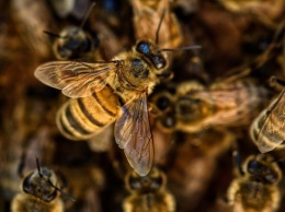 Очередная массовая гибель пчел случилась в Алтайском крае