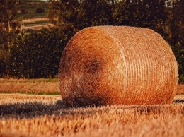 111 тыс. тонн сена заготовлено в Алтайском крае