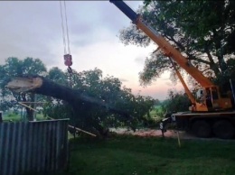 Обрушившийся на Белгородскую область грозовой фронт повалил деревья