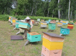 Почему на Алтае вновь произошла массовая гибель пчел