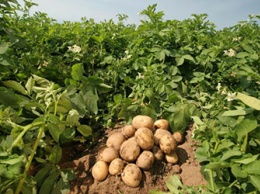 Василий Орлов: «До 80% овощей на рынках региона должны стать амурскими»