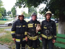 В Губкине спасли застрявших в вентканале щенка и котенка