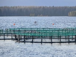 Минсельхоз опроверг данные о 100 пригодных для форелеводства водоемов в Карелии