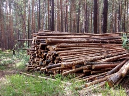 Холдинг «Алтайлес» оштрафовали за многочисленные нарушения при заготовке древесины