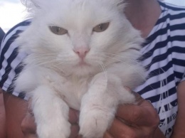 Кемеровчане разыскивают хозяев пушистой белой кошки