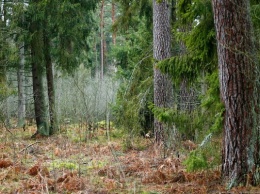 В Роминтской пуще у Краснолесья заблудились четверо грибников