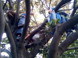 В Крыму спасателям пришлось с дерева снимать мужчину
