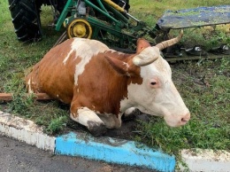 В Корочанском районе спасли провалившуюся в колодец корову