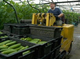 Василий Орлов: «Мы должны на 80% обеспечивать себя овощами»