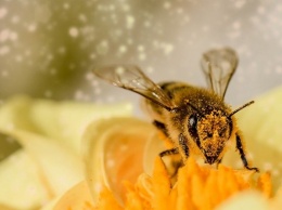 Иван Лоор: «Новый закон поможет предотвратить отравление пчел»