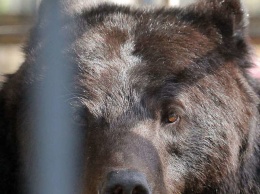 Кузбассовцы заметили медведей возле населенных пунктов